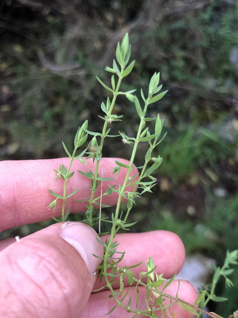 Lysimachia linum-stellatum photo 8