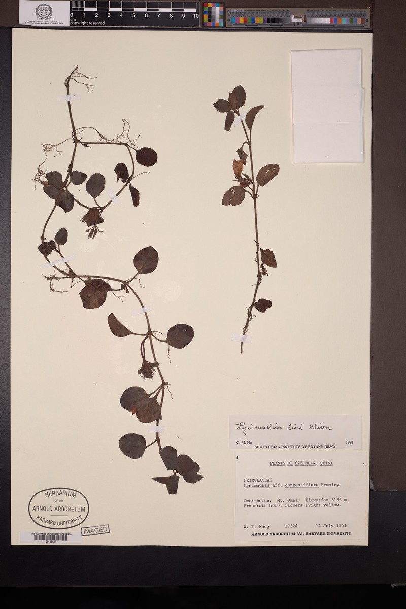 Lysimachia liui
