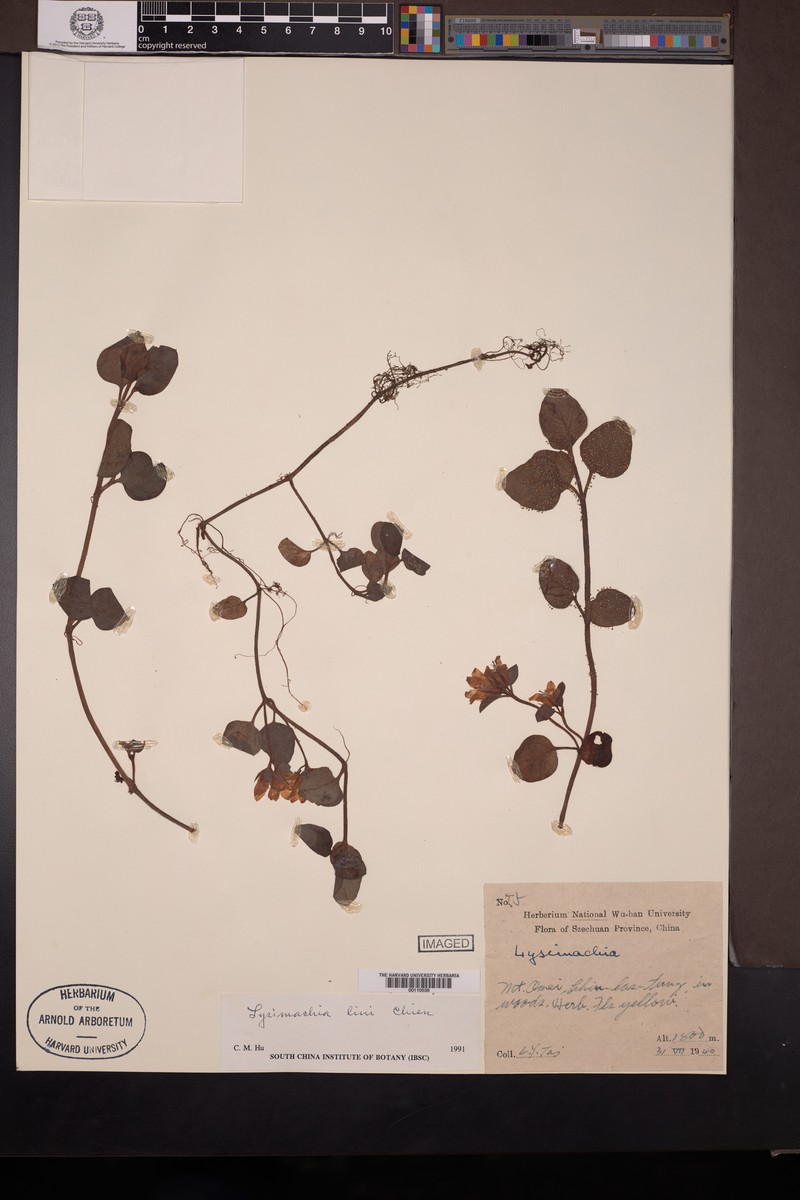 Lysimachia liui photo 2