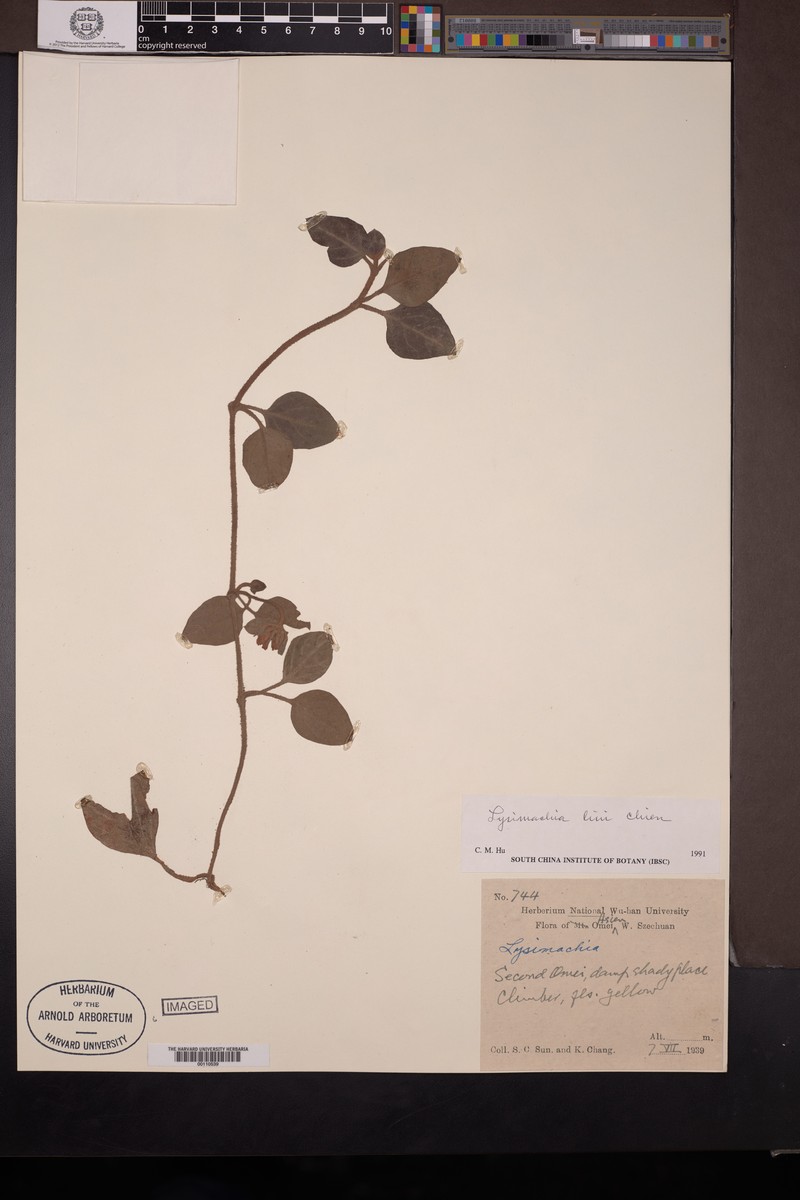 Lysimachia liui photo 3
