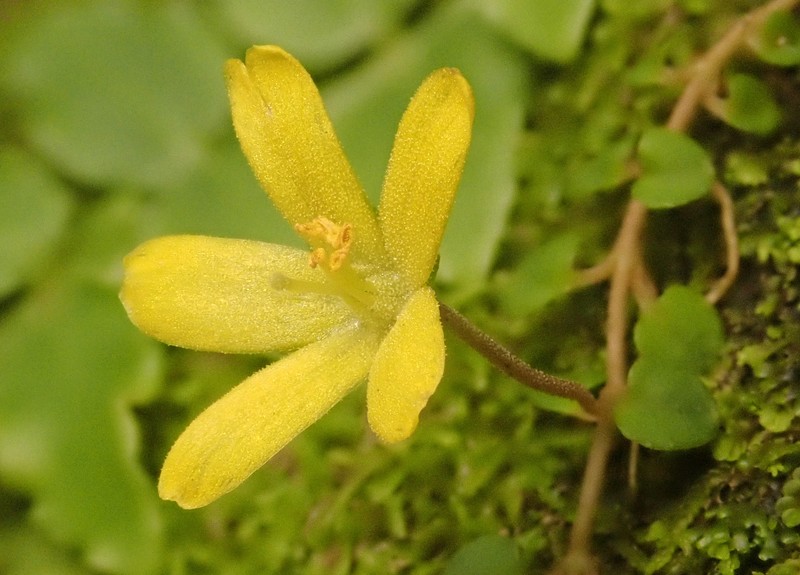Lysimachia liukiuensis