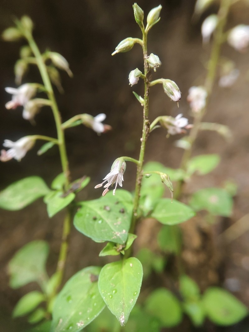 Lysimachia lobelioides