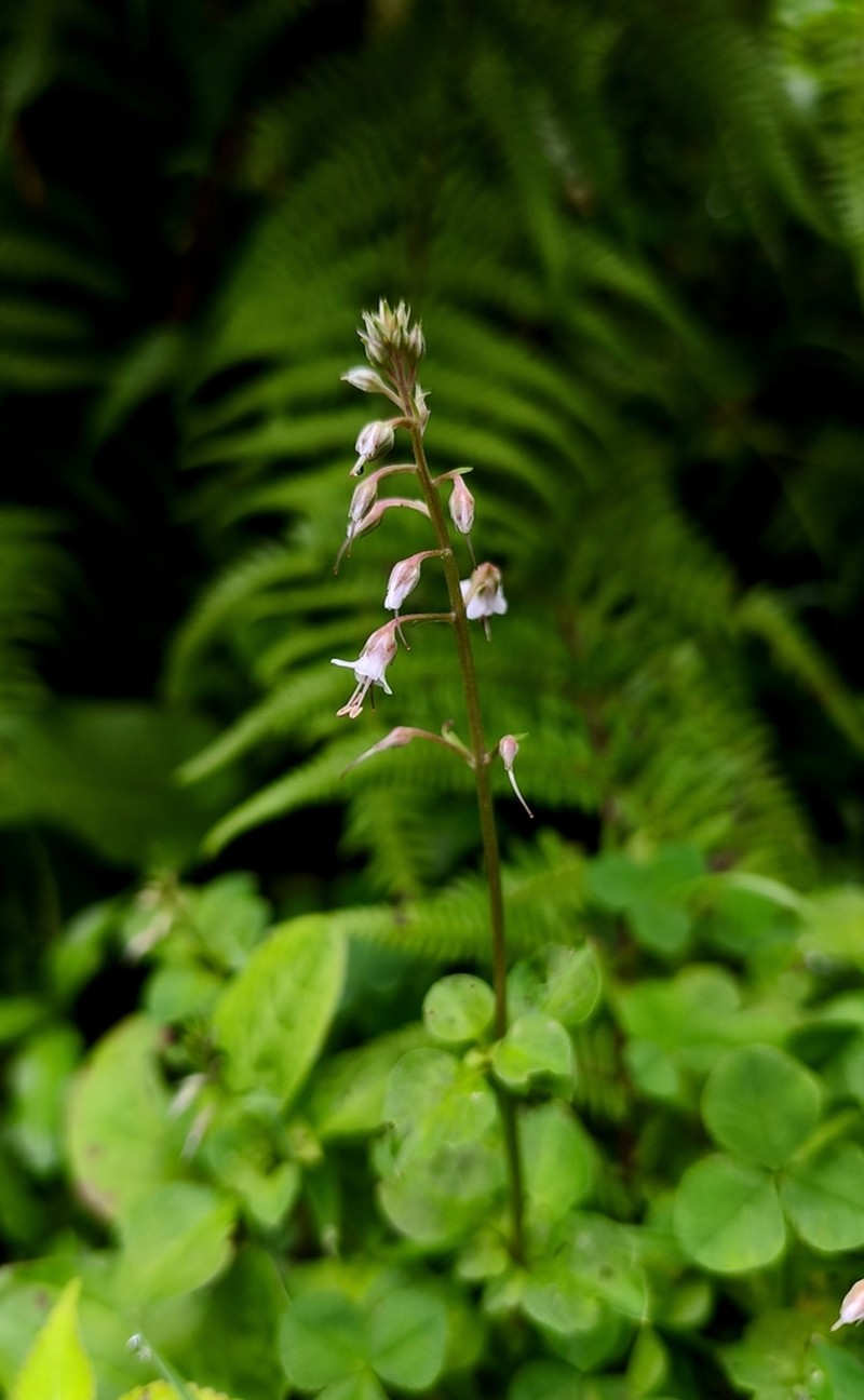 Lysimachia lobelioides photo 2