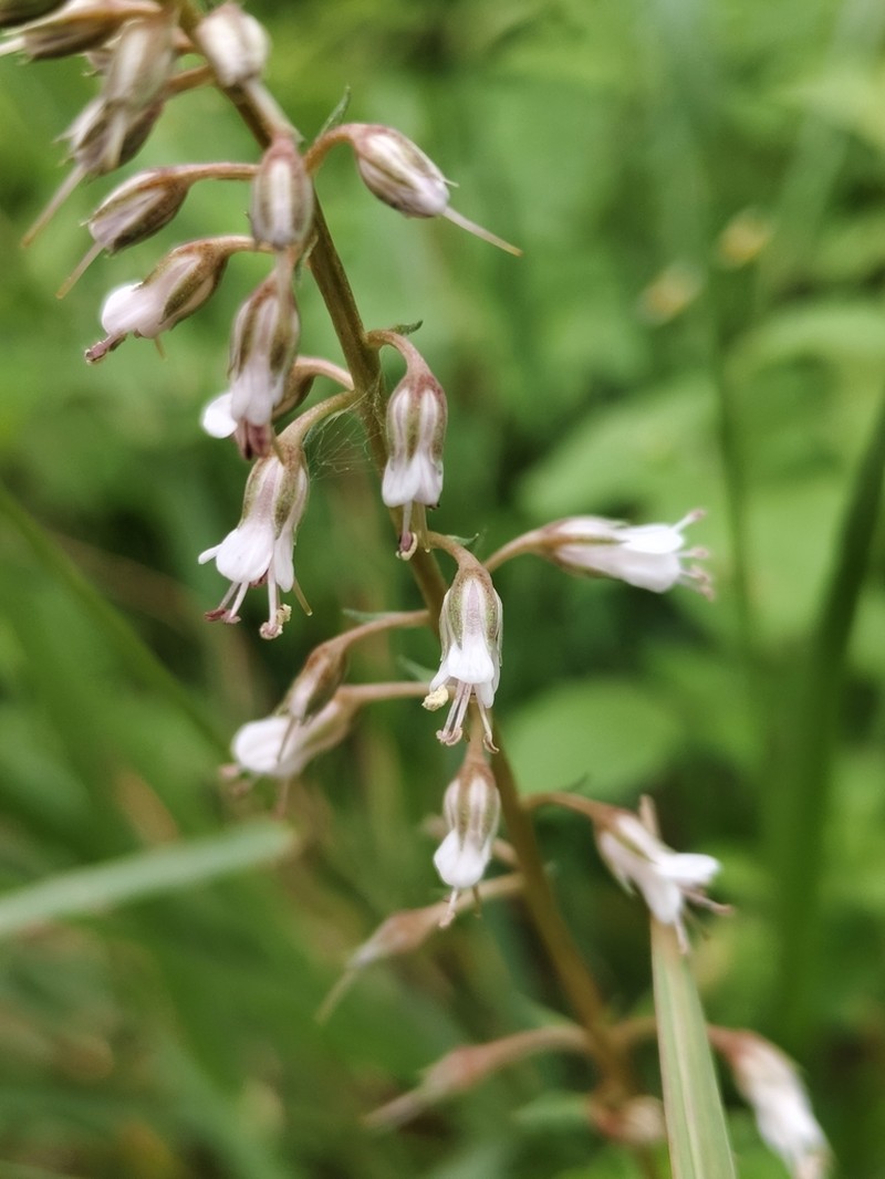 Lysimachia lobelioides photo 3