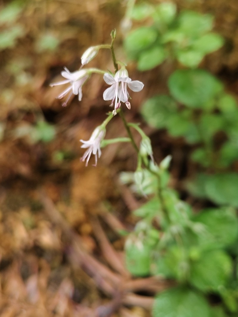 Lysimachia lobelioides photo 4