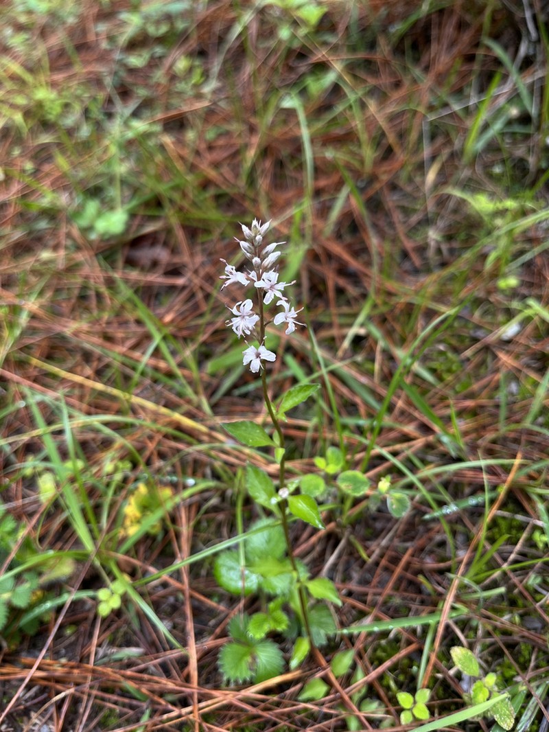 Lysimachia lobelioides photo 5