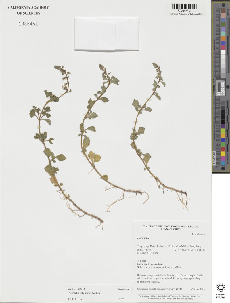 Lysimachia lobelioides photo 7