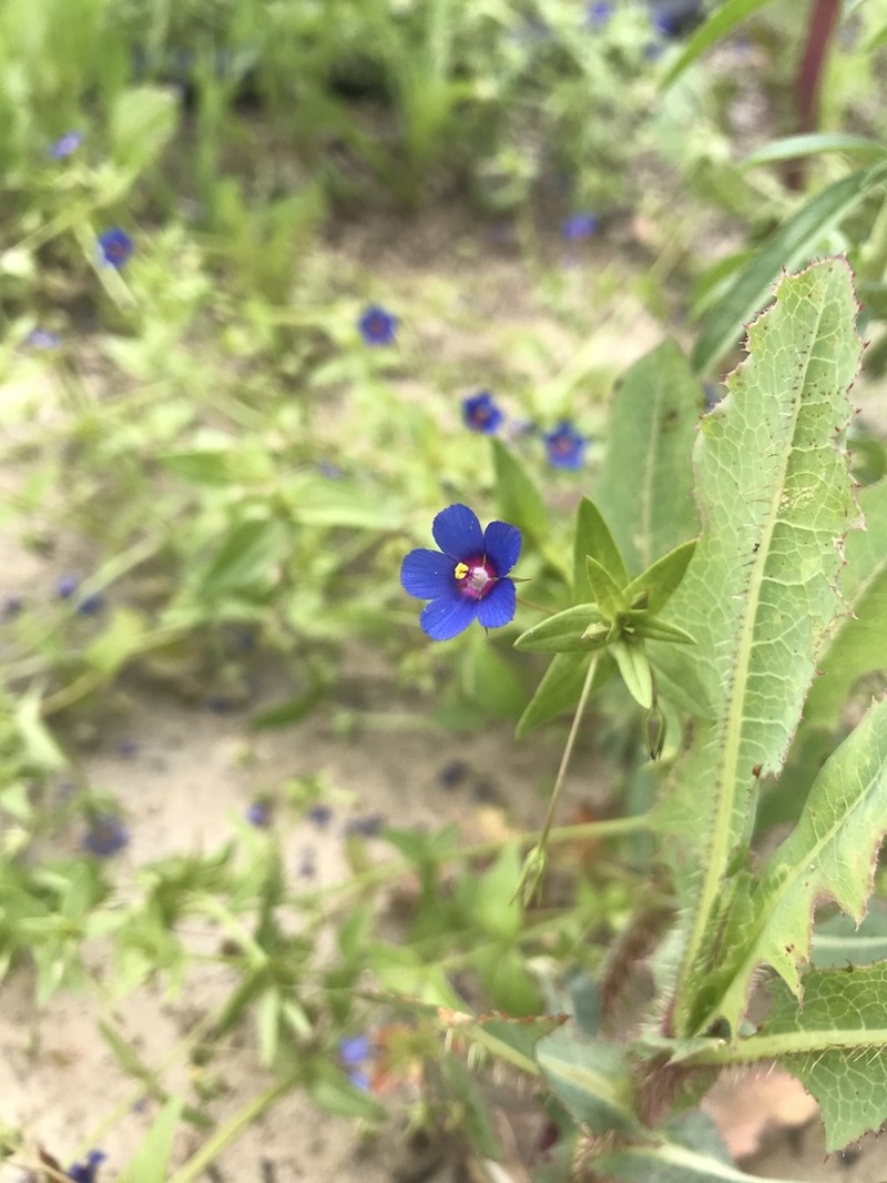 Lysimachia loeflingii photo 3
