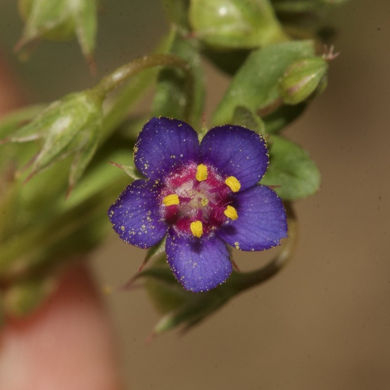 Lysimachia loeflingii photo 4