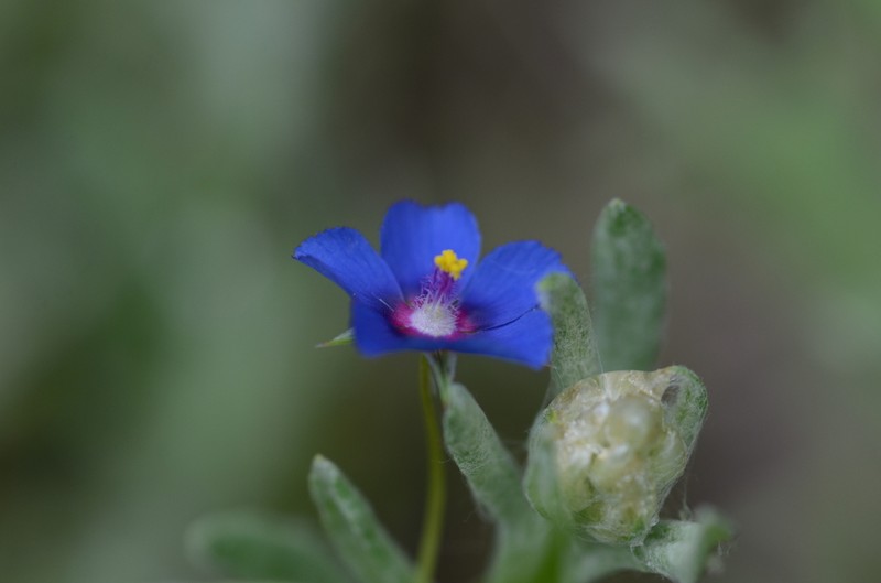 Lysimachia loeflingii photo 5