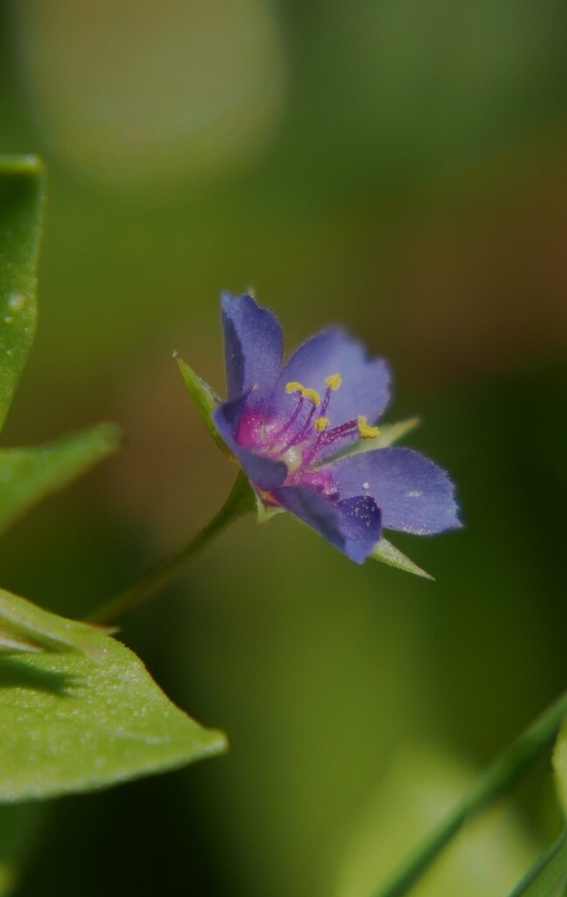 Lysimachia loeflingii photo 6