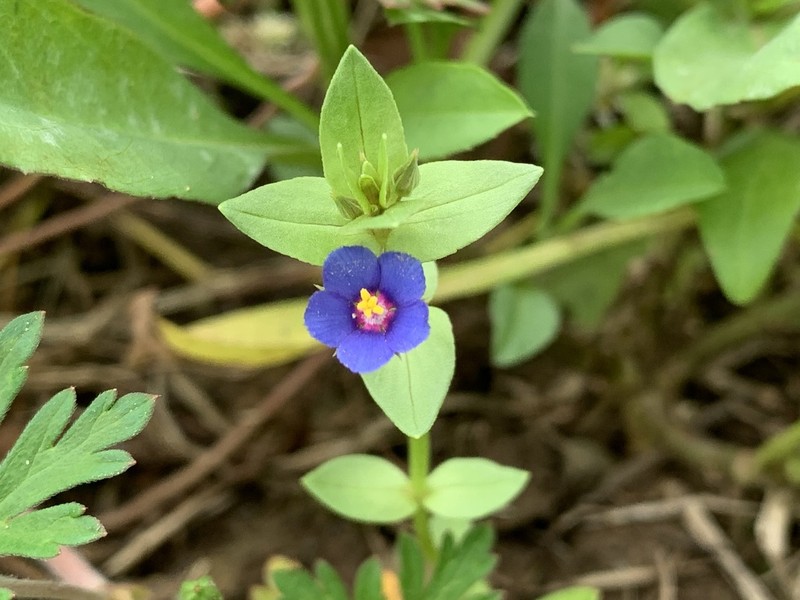 Lysimachia loeflingii photo 7
