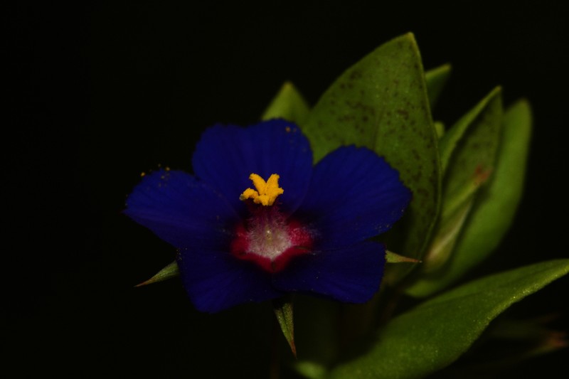 Lysimachia loeflingii photo 8