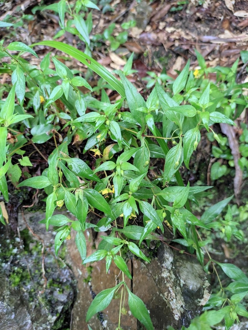 Lysimachia longipes