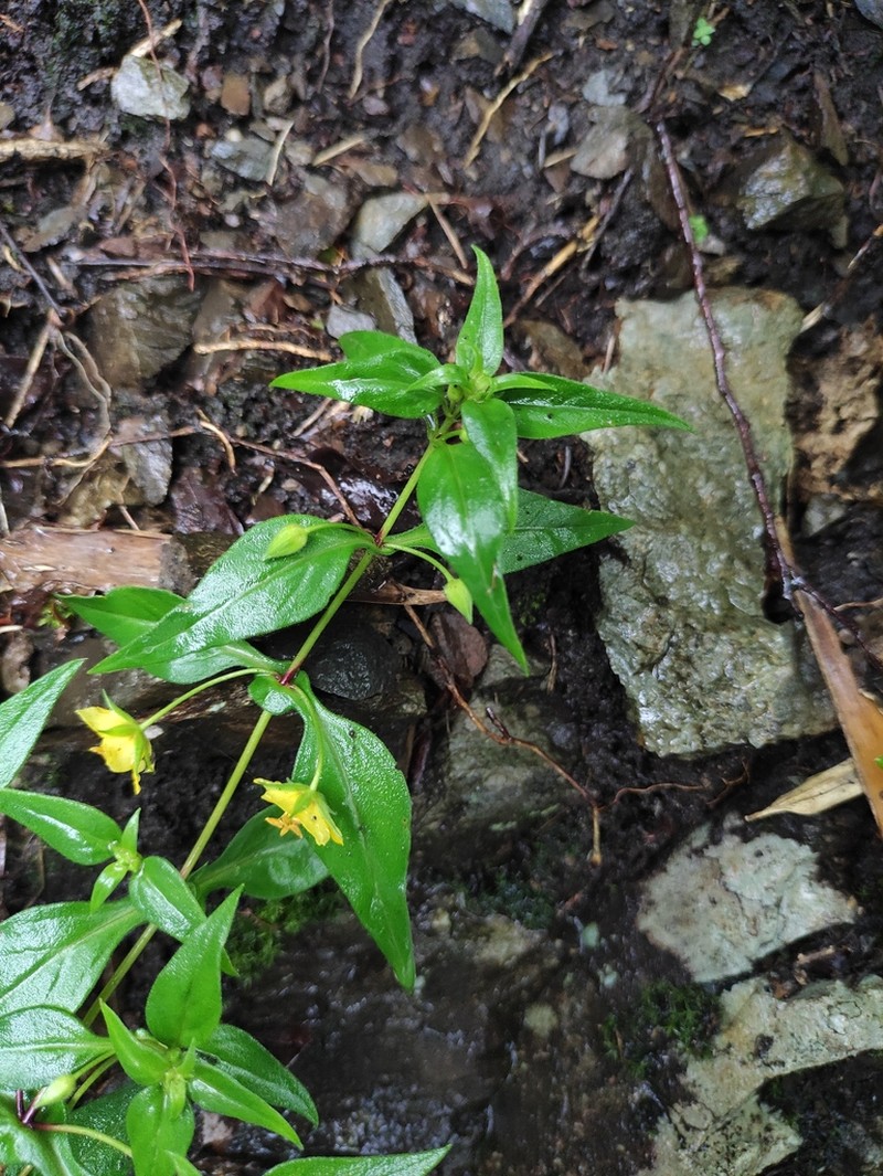 Lysimachia longipes photo 2