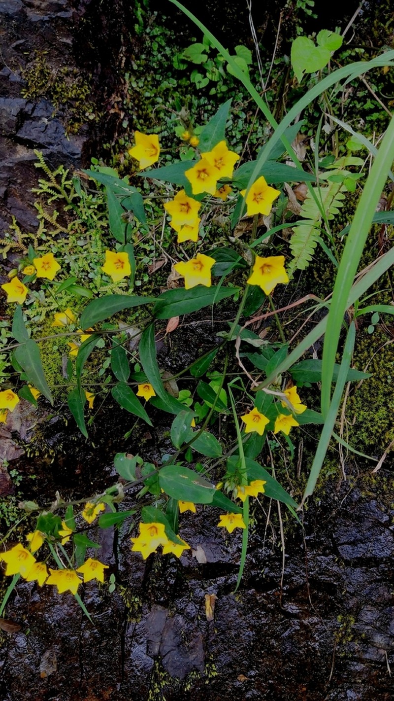 Lysimachia longipes photo 3