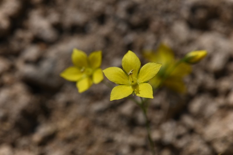 Lysimachia longipes photo 4