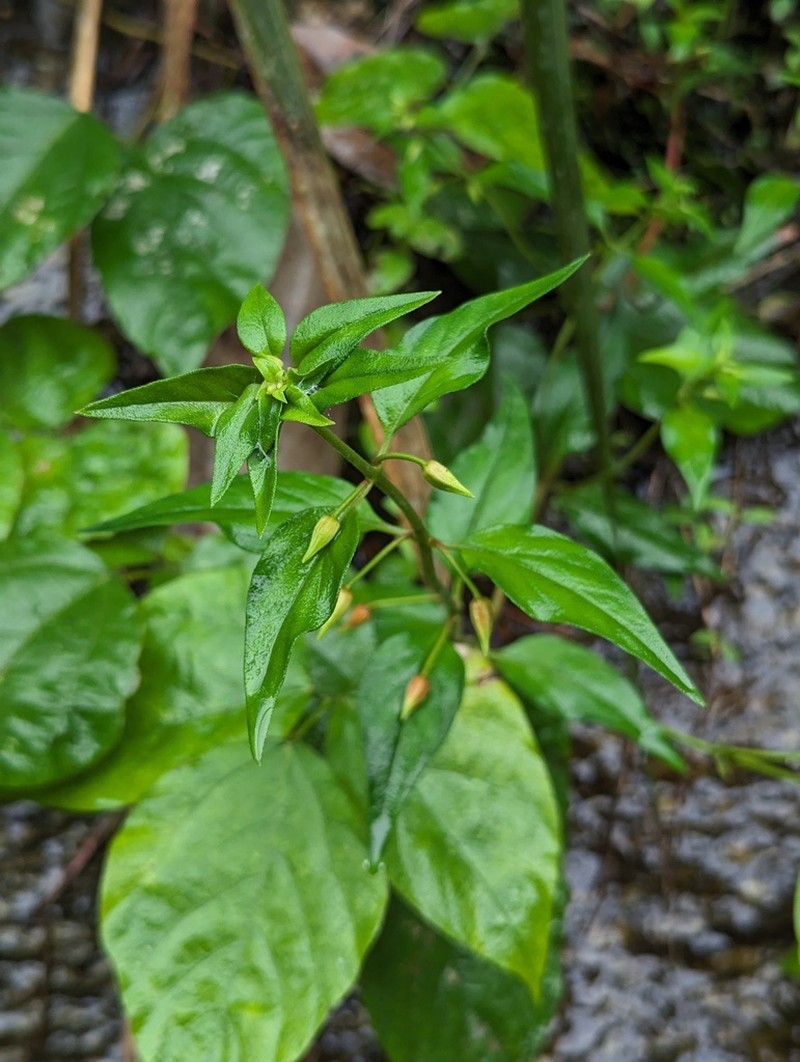 Lysimachia longipes photo 5