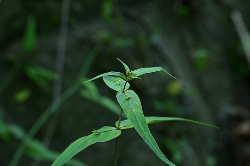 Lysimachia longipes photo 6