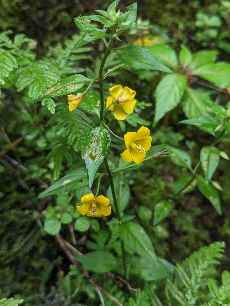 Lysimachia longipes photo 7