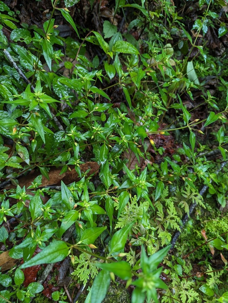 Lysimachia longipes photo 8