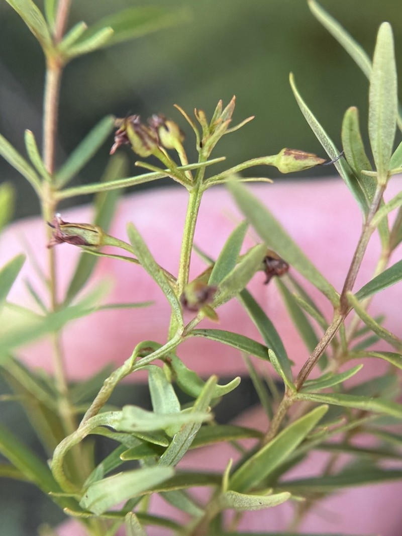 Loomis' Yellow Loosestrife