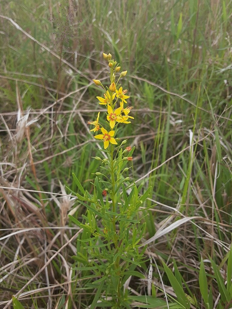 Loomis' Yellow Loosestrife photo 3