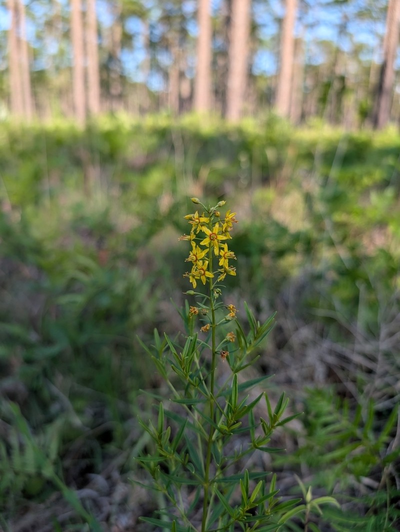 Loomis' Yellow Loosestrife photo 4