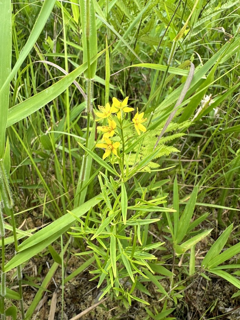 Loomis' Yellow Loosestrife photo 5