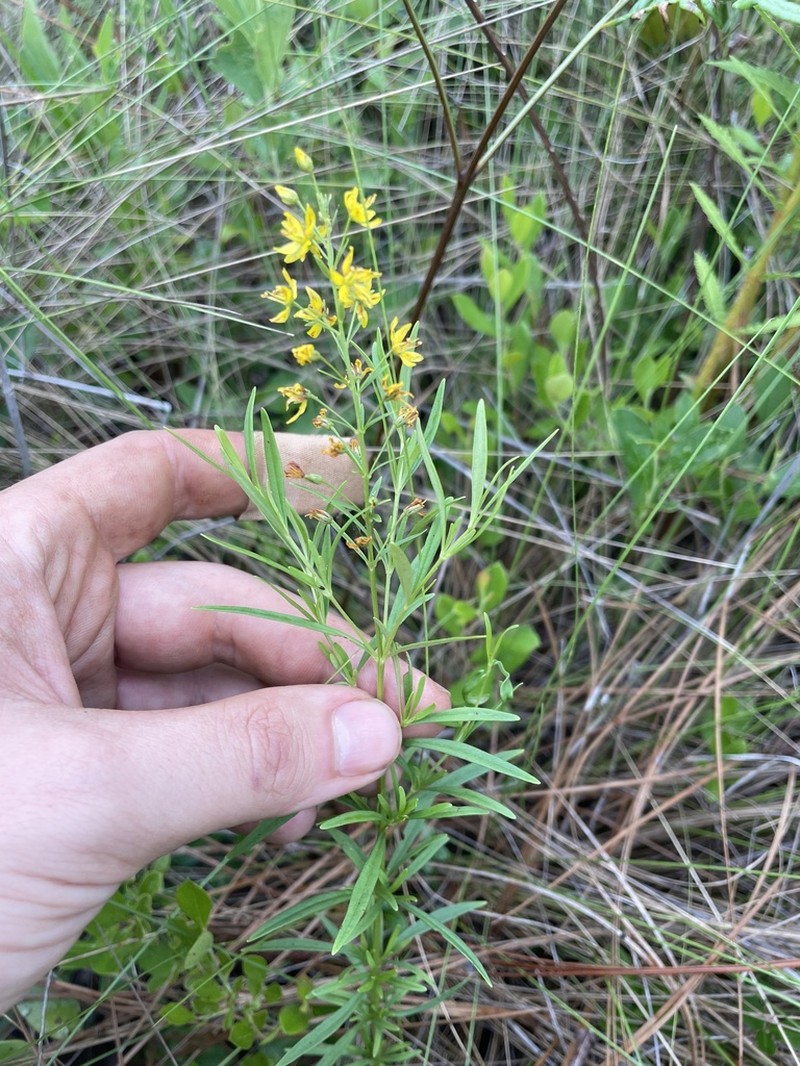 Loomis' Yellow Loosestrife photo 6