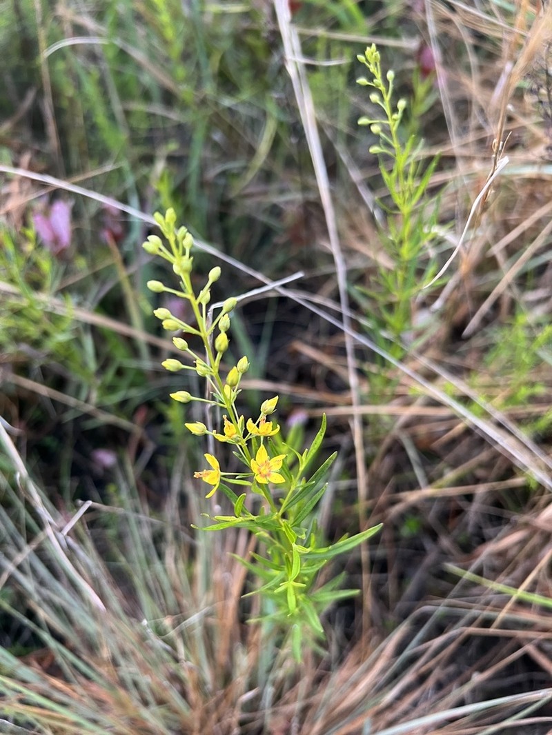 Loomis' Yellow Loosestrife photo 7