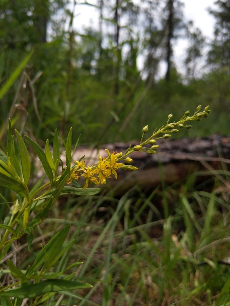 Loomis' Yellow Loosestrife photo 8