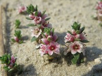Sea Milkwort