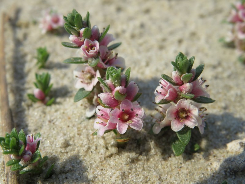 Sea Milkwort