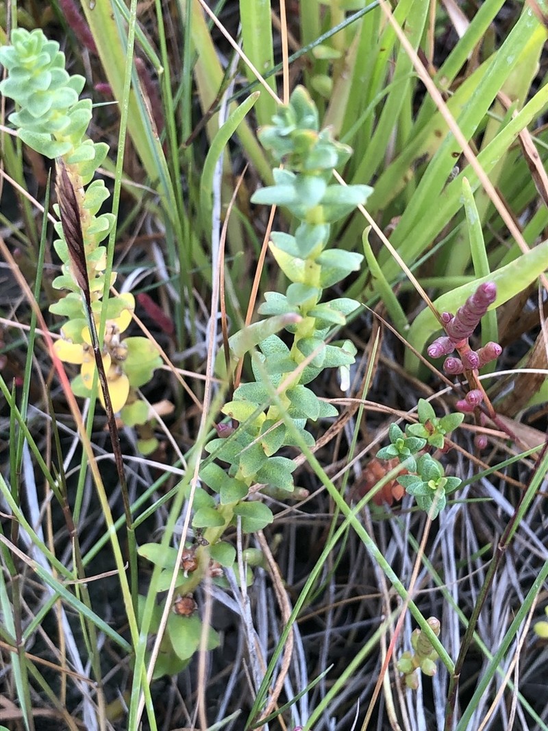 Sea Milkwort photo 2