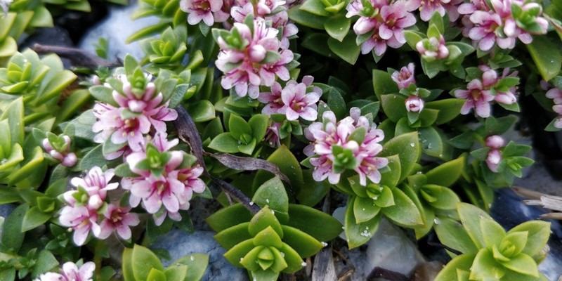 Sea Milkwort photo 3