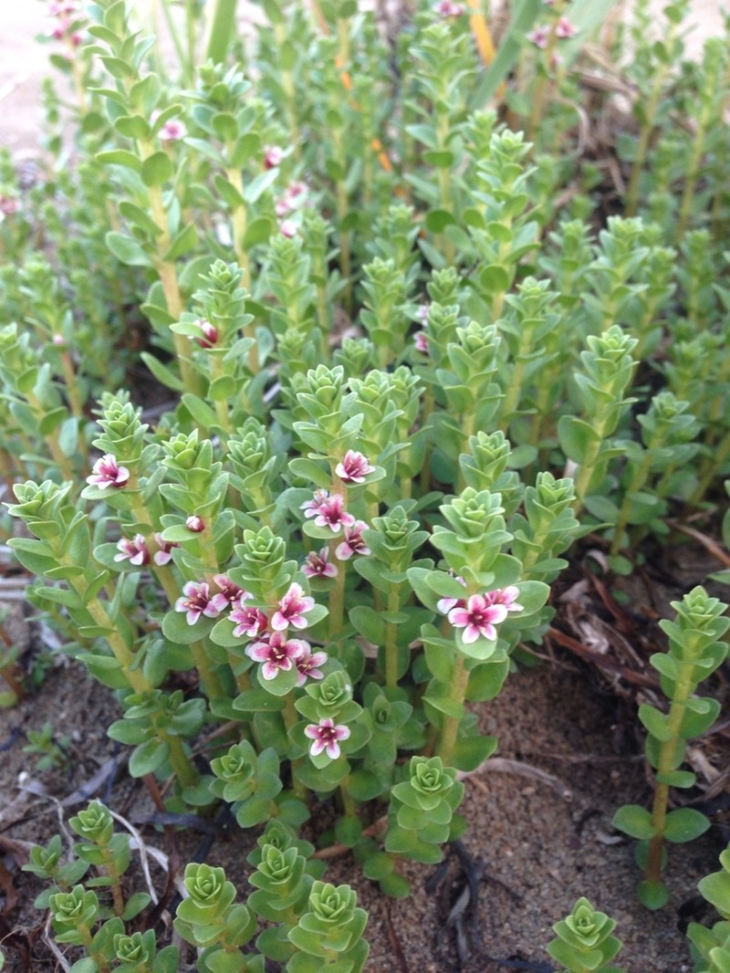 Sea Milkwort photo 4