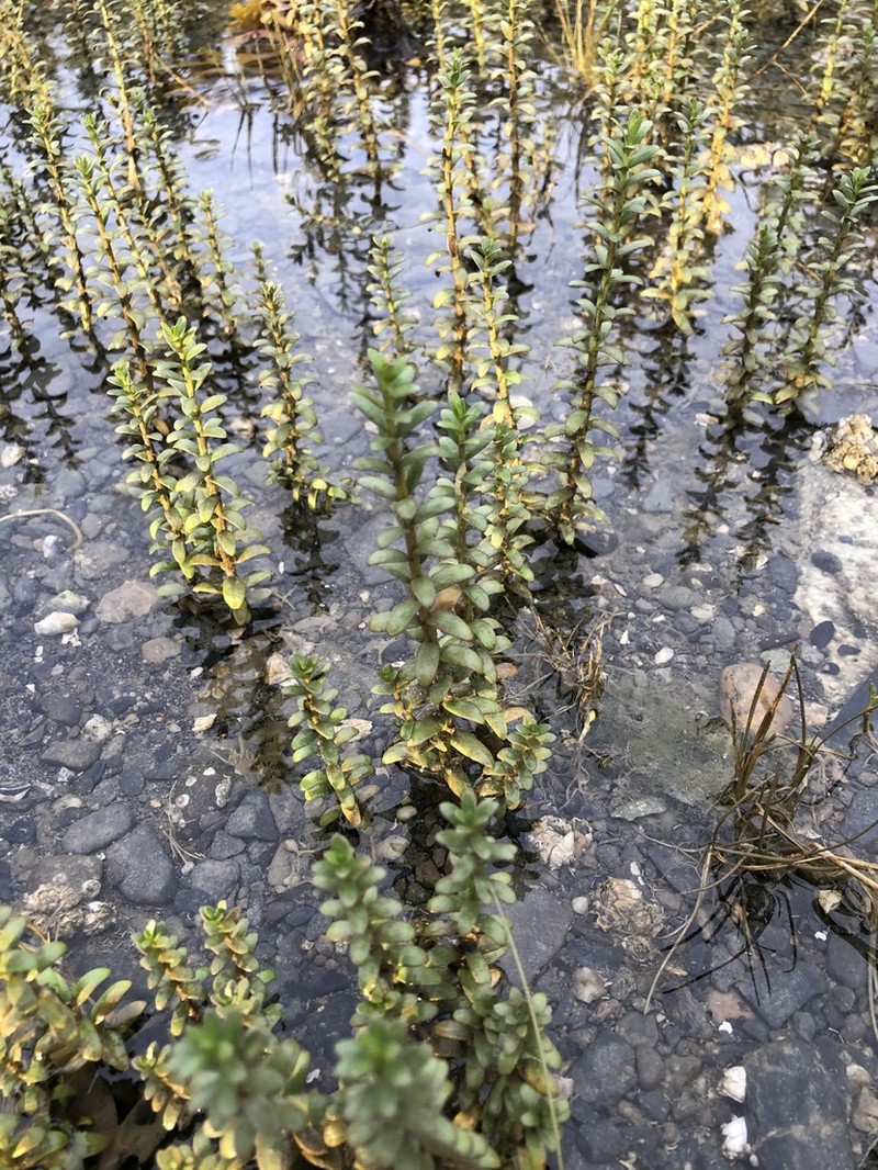 Sea Milkwort photo 5