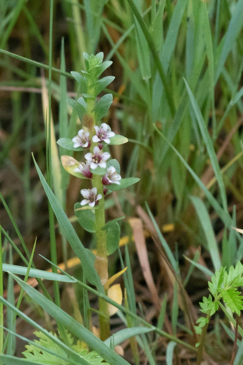 Sea Milkwort photo 6