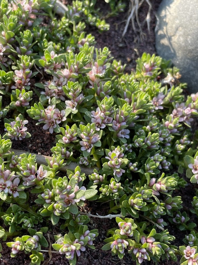 Sea Milkwort photo 7