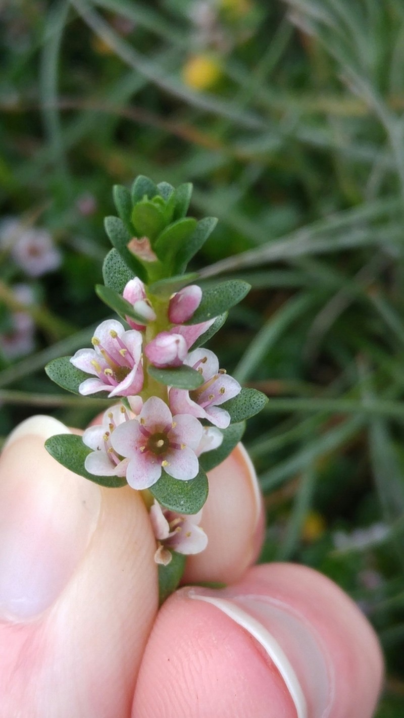 Sea Milkwort photo 8