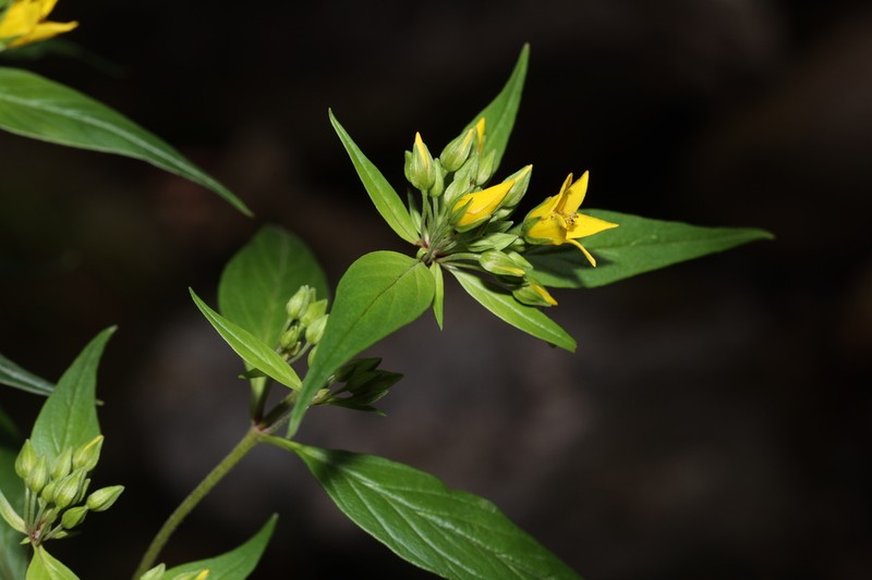 Lysimachia melampyroides