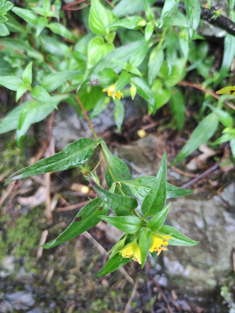 Lysimachia melampyroides photo 2