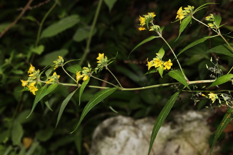 Lysimachia melampyroides photo 3
