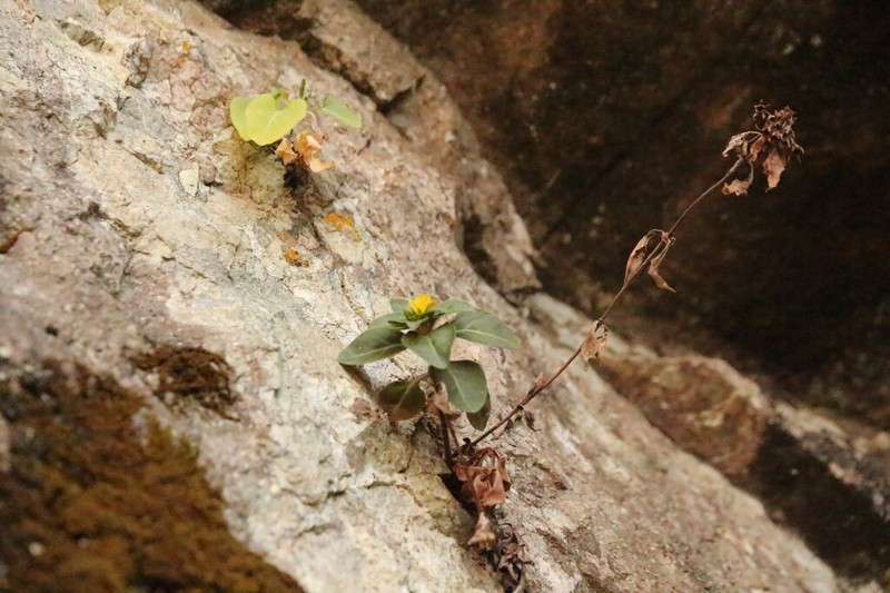 Lysimachia melampyroides photo 4