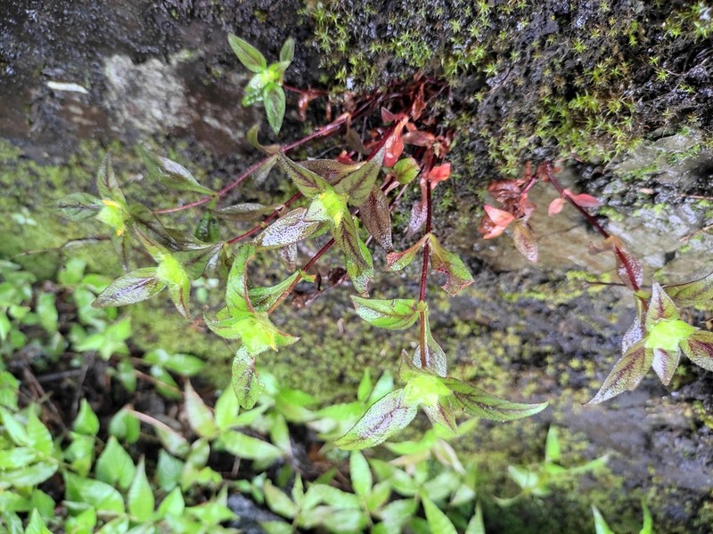 Lysimachia melampyroides photo 5