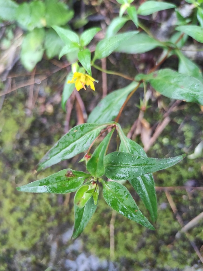 Lysimachia melampyroides photo 6