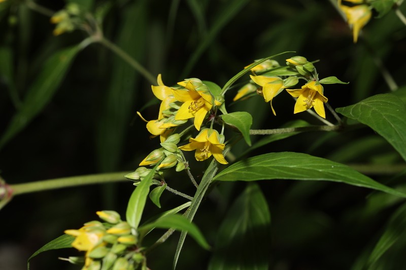 Lysimachia melampyroides photo 7