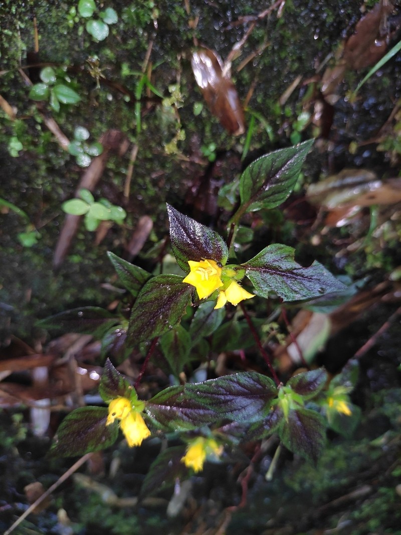 Lysimachia melampyroides photo 8