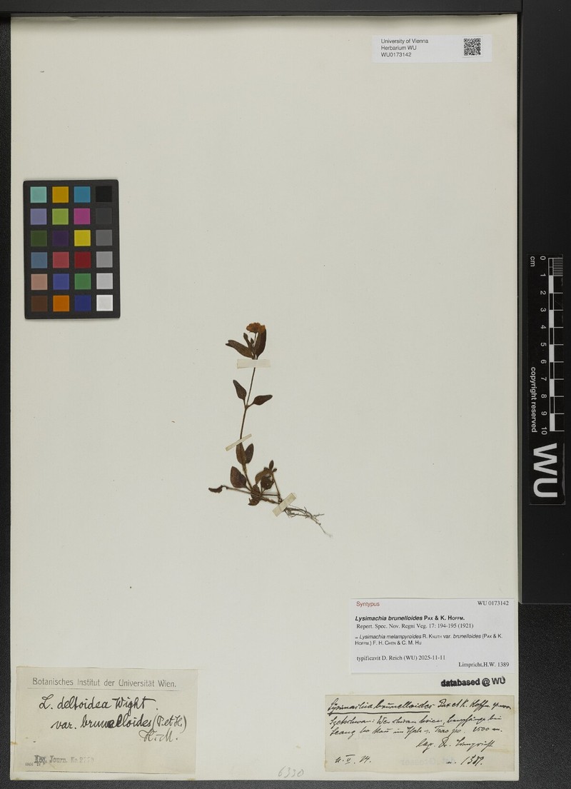 Lysimachia melampyroides var. brunelloides